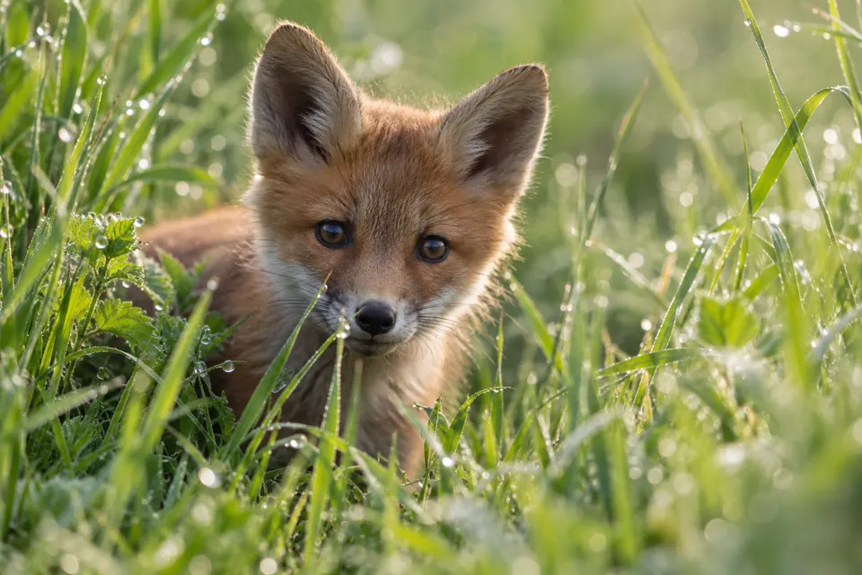 Macro photo of a red fox kit peeking out from tall grass in morning dew, shallow depth of field, wildlife photography
