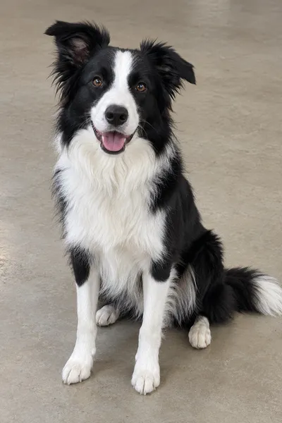 Eingabefoto: eine rote Tabbykatze und ein schwarz-weißer Border Collie